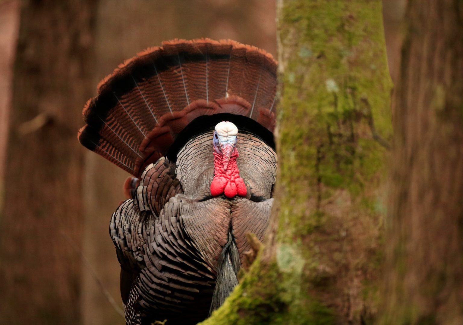 Double Beards & Spurs - Wild Turkey Lab